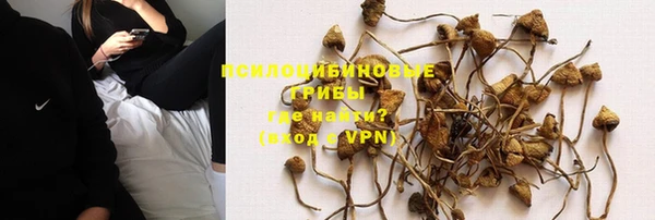 крисы Бородино